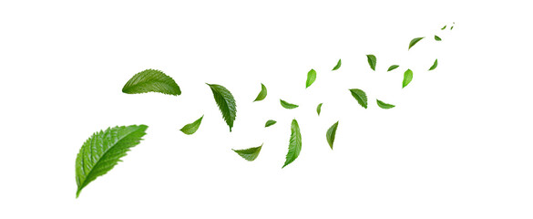 Green Floating Leaves Cutout on transparent background
