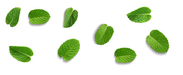 Mint leaves flying on transparent background © Link Parker