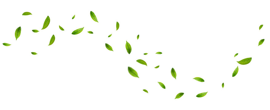 Green leaves fly with a gust of wind on transparent background