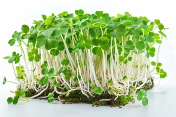 A realistic clover sprouts, fresh vegetable, detailed green sprouts, isolated on white background