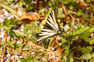 Fototapeta premium Macro of Iphiclides podalirius, scarce swallowtail butterfly, at the famous Lake Hintersee, Ramsau, Berchtesgadener Land, Bavaria, Germany
