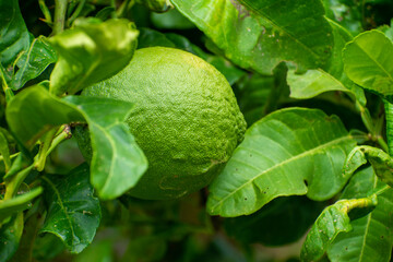 Bergamot fruit, Green limes on a tree Fresh lime citrus fruit high vitamin C in the garden farm agricultural with nature green blur background