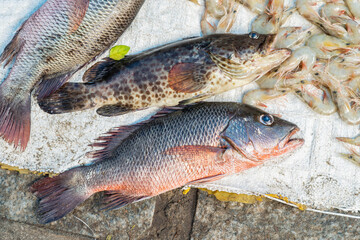 fresh fish on the market