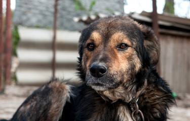 A dog on a chain guards the territory. The dog lives in captivity, suffers from inhumane treatment...