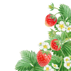 Red strawberry with white flowers, green leaves corner, border. Hand drawn watercolor ornament. Delicious food art, fresh botanical realistic painting. Summer berry banner for menu, packaging, prints