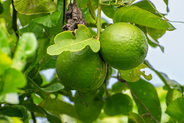 Bergamot fruit, Green limes on a tree Fresh lime citrus fruit high vitamin C in the garden farm agricultural with nature green blur background
