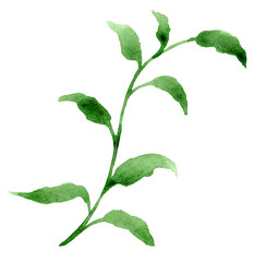 Watercolor Leaf Branch illustration isolated on a white background. Hand painted freehand loose Foliage on curved twig