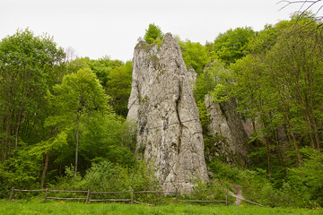 forest landscape. A rock in a green forest