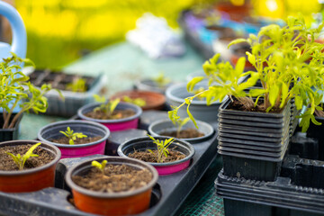 Growing tomato seedlings in different plastic reusable pots. Planting vegetables. Growing food near home. Planting and gardening concept.
