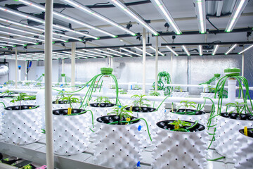 Modern cannabis cultivation greenhouse and marijuana plants in pots with solar panels and an automatic watering system. Marijuana seedlings in white plant pots for concept medical herbs.