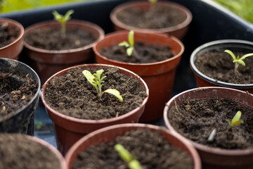Growing tomato seedlings in different plastic reusable pots. Planting vegetables. Growing food near home. Planting and gardening concept.