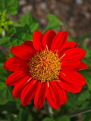 red flower and yellow pistil