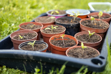 Growing tomato seedlings in different plastic reusable pots. Planting vegetables. Growing food near home. Planting and gardening concept.