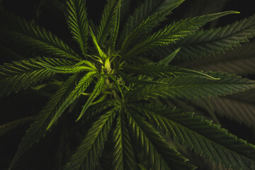 Top-view bush of cannabis shoots and beautiful green leaves on the branches in green dark tone background for medical marijuana and CBD with THC concept.