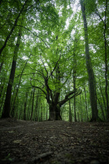 Dragon oak - placed second in the European Tree of the year 2023. Giant 700 years old oak tree located in forest above Lozorno village, Slovakia