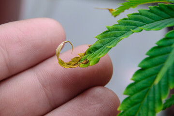 Close-up fingers and cannabis leaves that have problems with leaf blight or withered leaves from...