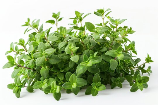 A realistic indoor thyme plant, detailed leaves, isolated on white background