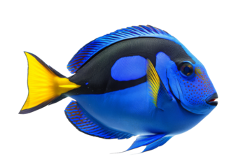 Blue Tang Fish isolated on white background