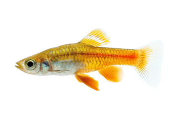 Golden Fish with White Tail