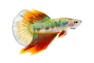 Colorful Siamese Fighting Fish with Flowing Fins