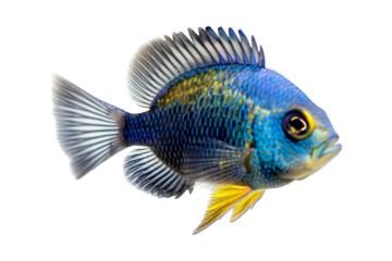 Blue Acara Cichlid Fish