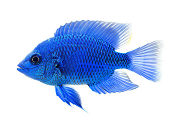 Blue Electric Cichlid Fish