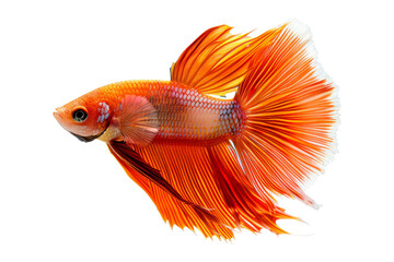 Fototapeta premium Orange Betta Fish with Flowing Fins