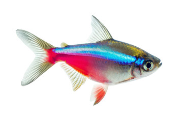 Obraz premium Neon Tetra Fish isolated on white background