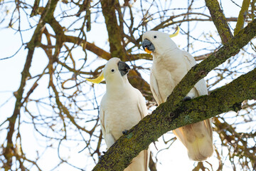 Beautiful Cockatoo parrot that is a native wildlife bird in Australia eating fruit. 