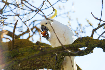 A Cockatoo eating an apple while sitting on a tree branch. A native wildlife bird to Australia. 