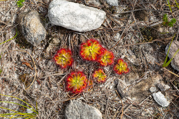 Carnivorous plants: Drosera xerophila taken near Hermanus in the Western Cape of South Africa