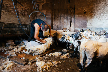 A Sheep Shearer Works Inside a Rural Barn Full of Animals