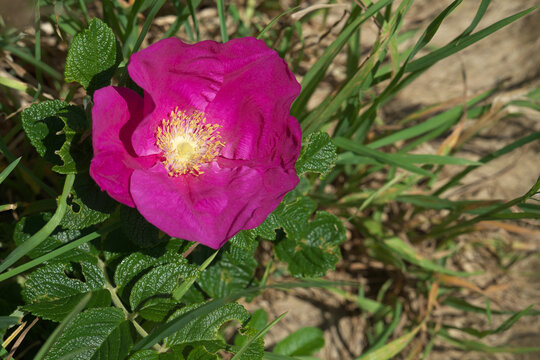 ハマナスの花