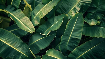 Fototapeta premium Green banana leaf background with copy specs for text. The leaves of the banana tree pattern. 
