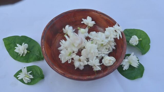 Jasminum sambac flower. Flower may be used as a fragrant ingredient in&nbsp;perfumes. In India known as&nbsp;Mogra flower and beli flower. Its other names Arabian jasmine and Sambac jasmine. slow motion video 
