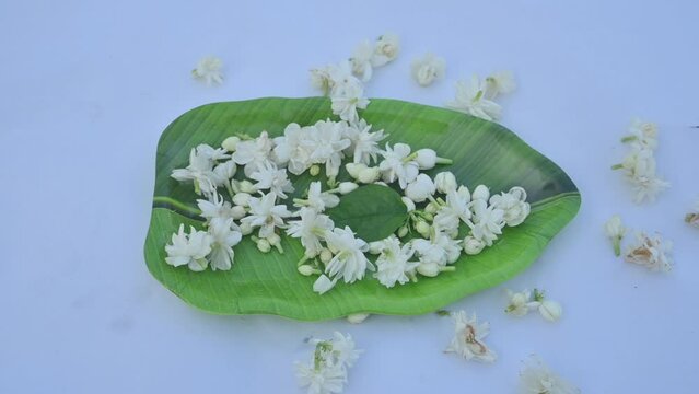 Jasminum sambac flower. Flower may be used as a fragrant ingredient in&nbsp;perfumes. In India known as&nbsp;Mogra flower and beli flower. Its other names Arabian jasmine and Sambac jasmine. slow motion video 
