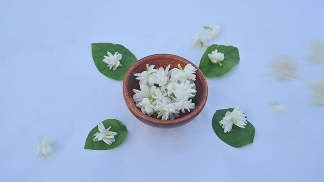 Jasminum sambac flower. Flower may be used as a fragrant ingredient in&nbsp;perfumes. In India known as&nbsp;Mogra flower and beli flower. Its other names Arabian jasmine and Sambac jasmine. slow motion video 
