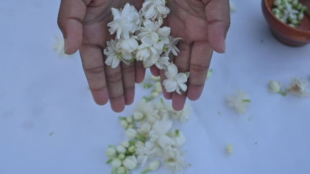 Jasminum sambac flower. Flower may be used as a fragrant ingredient in&nbsp;perfumes. In India known as&nbsp;Mogra flower and beli flower. Its other names Arabian jasmine and Sambac jasmine. slow motion video 
