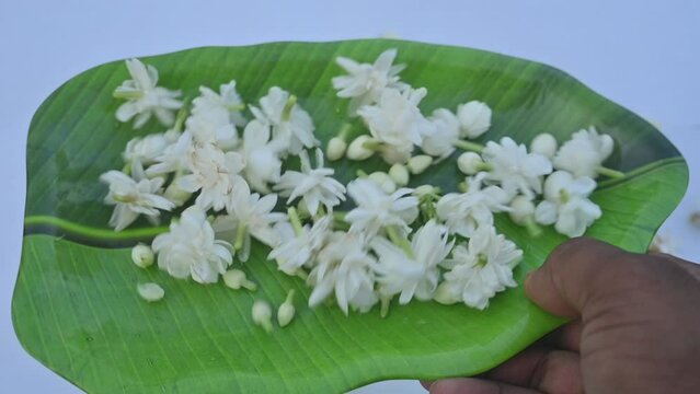 Jasminum sambac flower. Flower may be used as a fragrant ingredient in&nbsp;perfumes. In India known as&nbsp;Mogra flower and beli flower. Its other names Arabian jasmine and Sambac jasmine. slow motion video 
