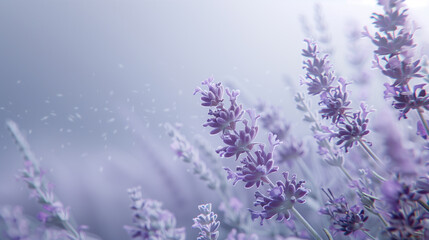 Fototapeta premium Lavender Blossoms in a Serene Atmosphere