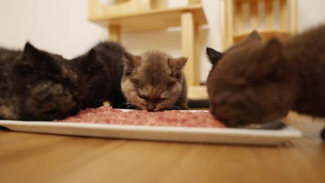 Group of Little British Shorthair kitten eating natural cat food raw meat on white dish on the floor in living room. Healthy domestic indoor feline pet cat living and grow up with human owner family.