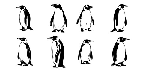 set of penguin illustration