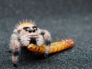 Macro picture of Jumping spider female