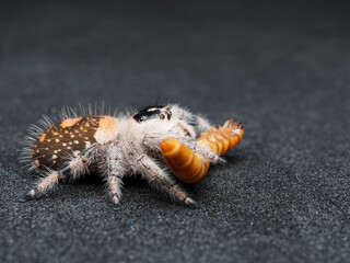 Macro picture of Jumping spider female