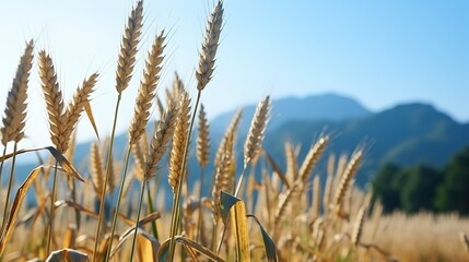 Fototapeta premium field of wheat