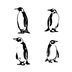 Fototapeta premium penguins on a white background