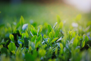 Green tea trees in spring mountains