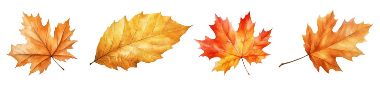 Watercolor of Autumn leaf set