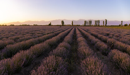 Large lavender field at sunset.