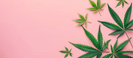 Marijuana and Cannabis Bud. Weed and Pot. pastel background. with copy space image. Place for adding text or design